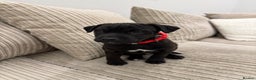 Patterdale Terrier dogs for sale: Hugo Patterdale Terrier Puppy - Advert 7