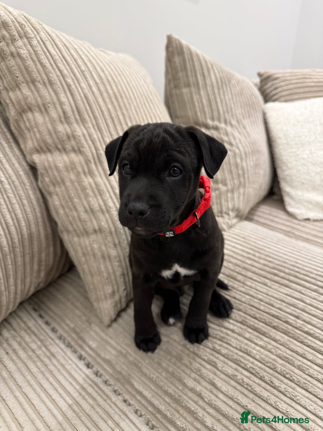 Patterdale Terrier dogs for sale: Hugo Patterdale Terrier Puppy - Advert 7