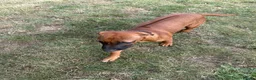 Rhodesian Ridgeback dogs for sale: Stunning girl - Advert 6