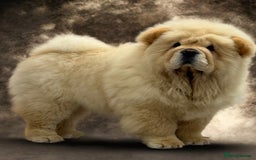 Chow Chow dogs for sale: 🧸🧸Beautiful litter of chow chow puppies🧸🧸 - Image 4