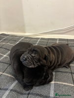 Shar Pei dogs Beautiful Shar peis - Advert 1