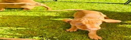 Hungarian Vizsla dogs for sale: KC REGISTERED VIZSLA PUPPIES  in Knutsford - Advert 8