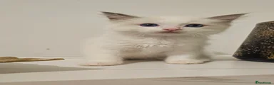Ragdoll 2