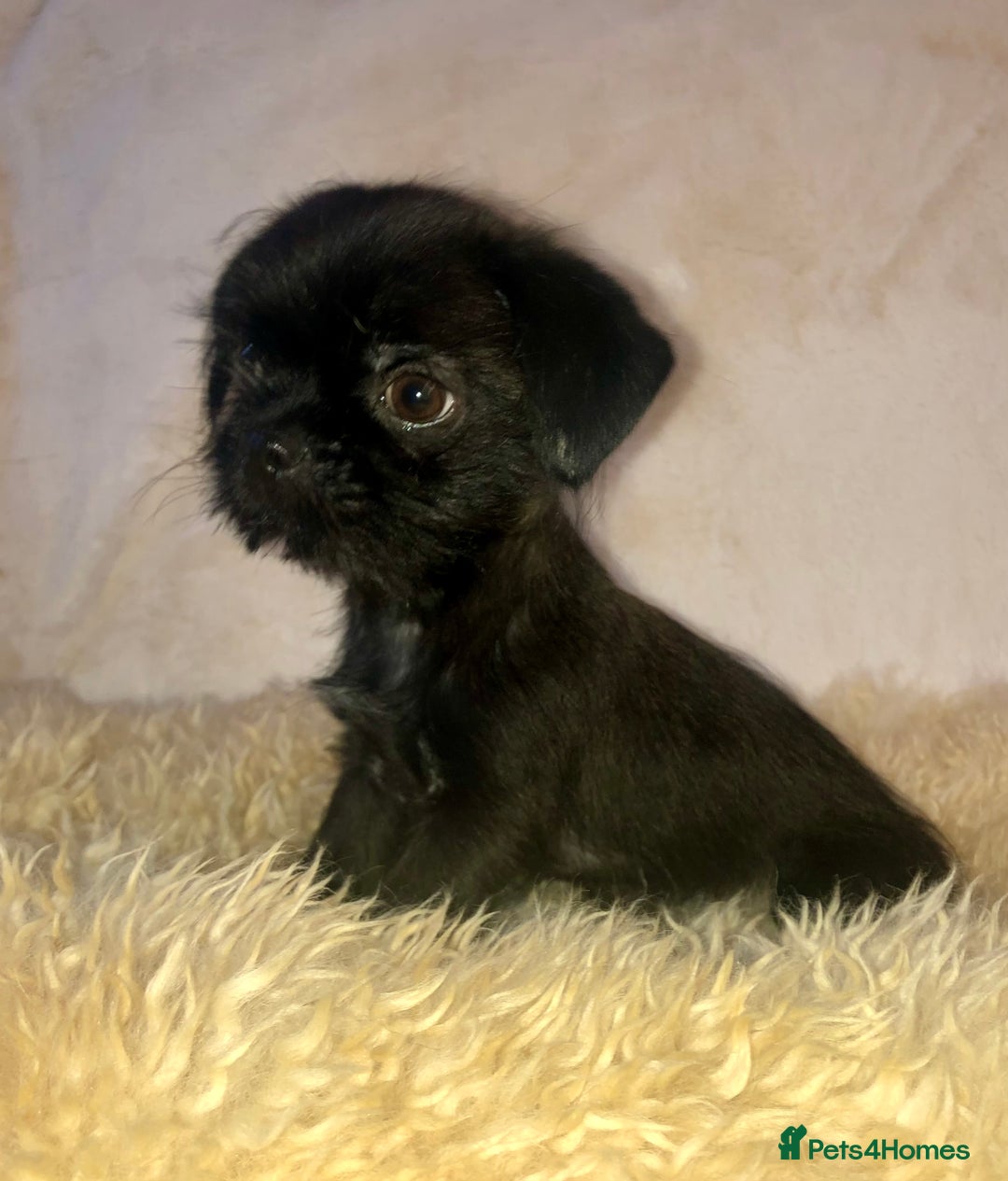 Mixed Breed dogs for sale: ADORABLE LITTER OF SHIH TZU/CHIHUAHUAS - Image 6