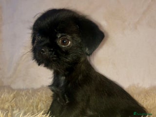 Mixed Breed dogs ADORABLE LITTER OF SHIH TZU/CHIHUAHUAS - Advert 10