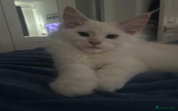 Maine Coon cats for sale: Main Coon kittens for sale - Image 23
