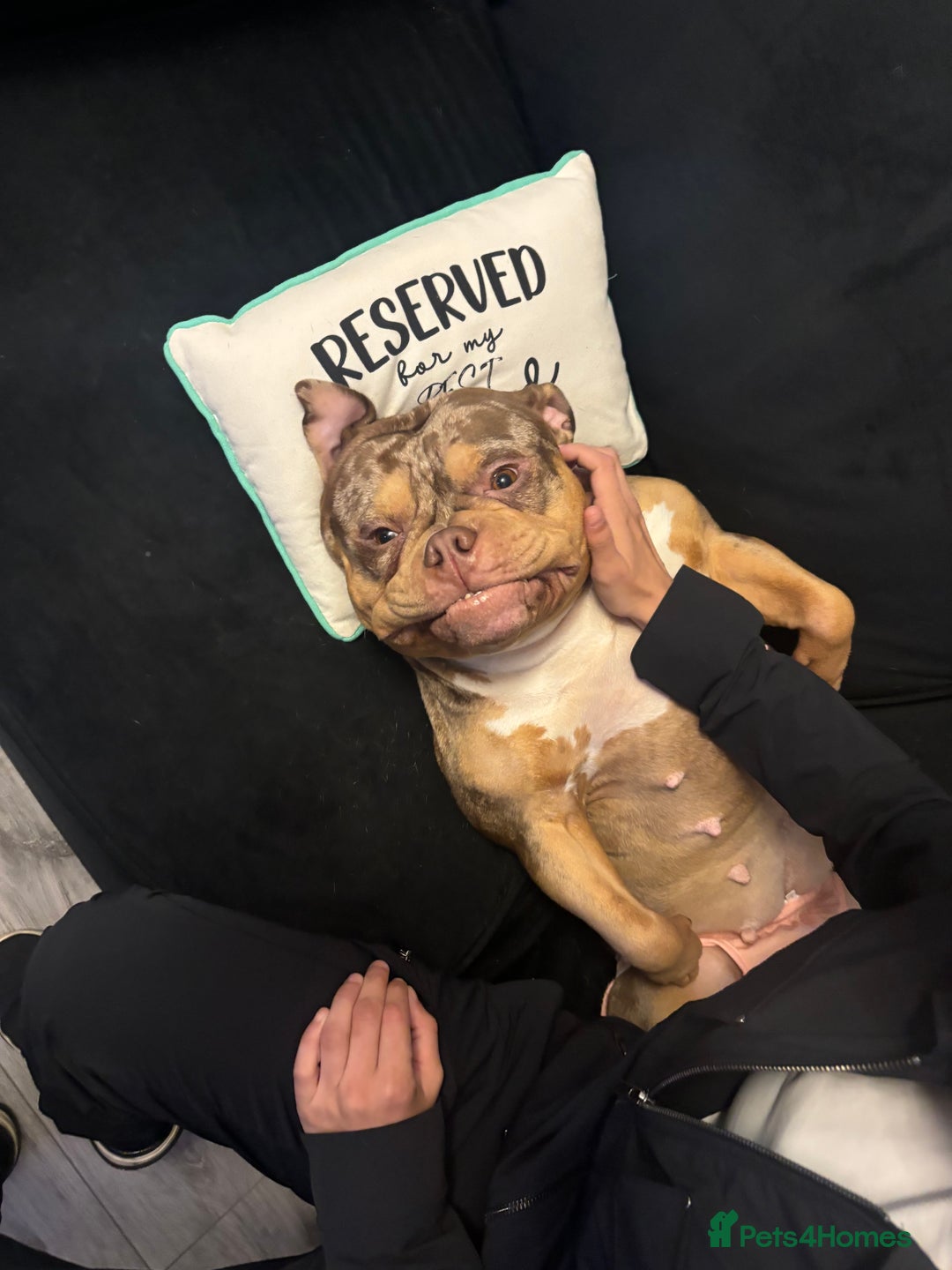 Mixed Breed dogs for sale: 3 year old female pocket bully - Advert 6