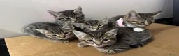 Mixed Breed cats for sale: 5 beautiful tabby kittens  - Advert 25