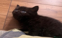 British Shorthair cats for sale: Two Diminutive Overlords Seeking Human Staff - Image 2