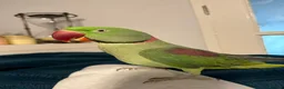 Parrots birds for sale: Alexandrine Parrot - Advert 2