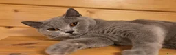 British Shorthair cats for sale: Blue British Shorthair ✨ chunky teddy bear kittens - Advert 9