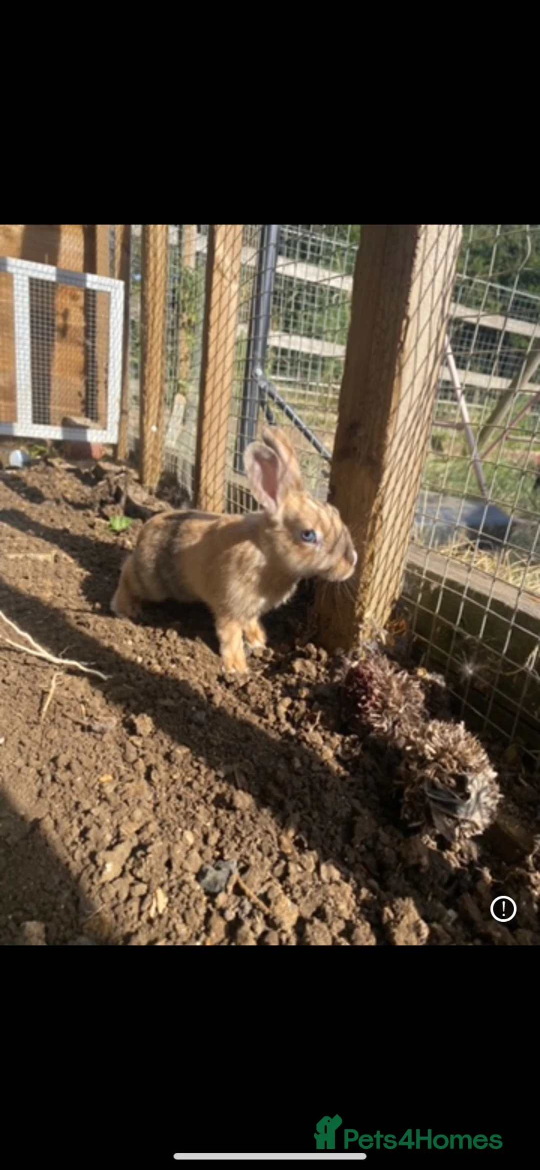 Mixed Breed rabbits for sale: 1 girl and 3 boys left  - Advert 2