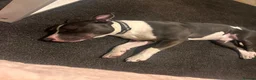 Mixed Breed dogs for sale: Rocky  - Advert 5