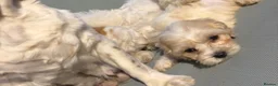 Cavapoo dogs for sale: Cutest little Cavapoo’s FULLY HEALTH checked - Advert 7