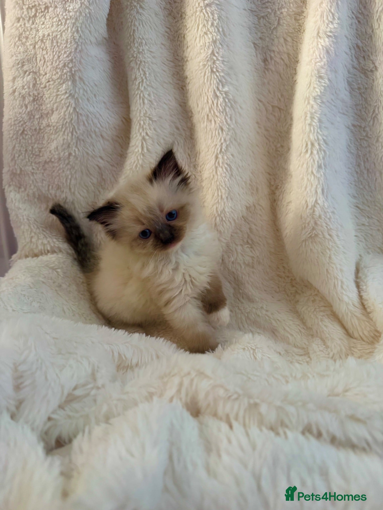 Ragdoll cats Pedigree ragdoll kittens - Advert 1