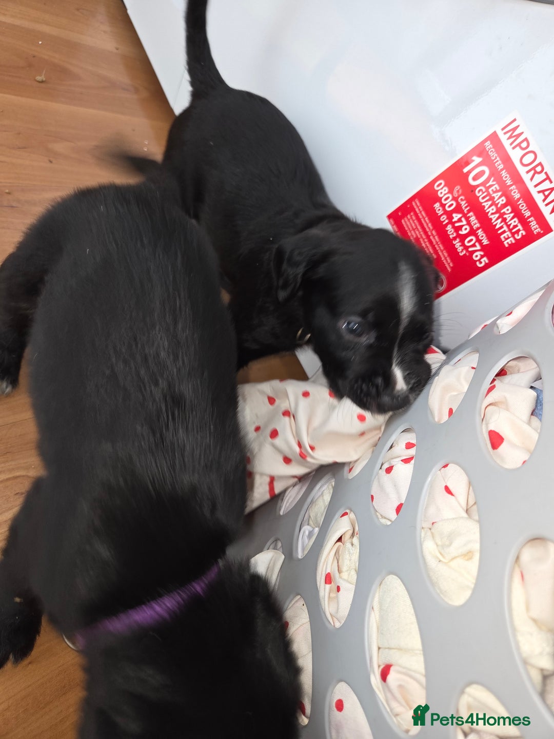 Mixed Breed dogs for sale: Labrador/irish wolf hound  - Image 6
