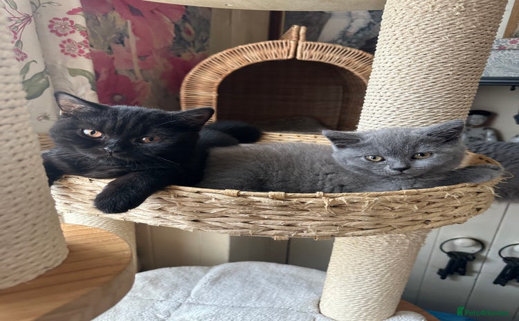 British Shorthair cats - Advert 16