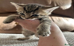 Mixed Breed cats for sale: 6 Beautiful kittens  - Image 16