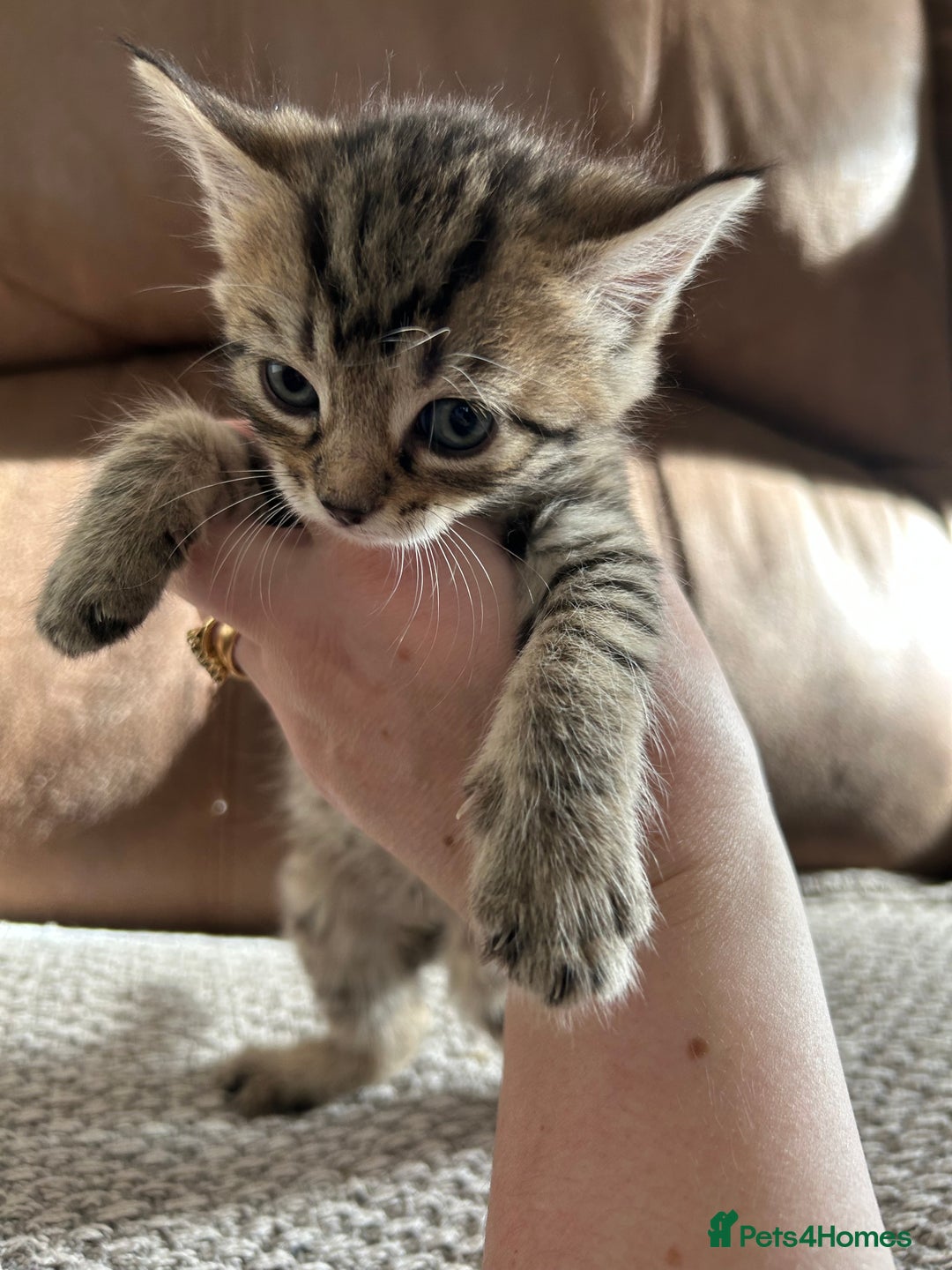Mixed Breed cats for sale: 6 Beautiful kittens  - Image 16