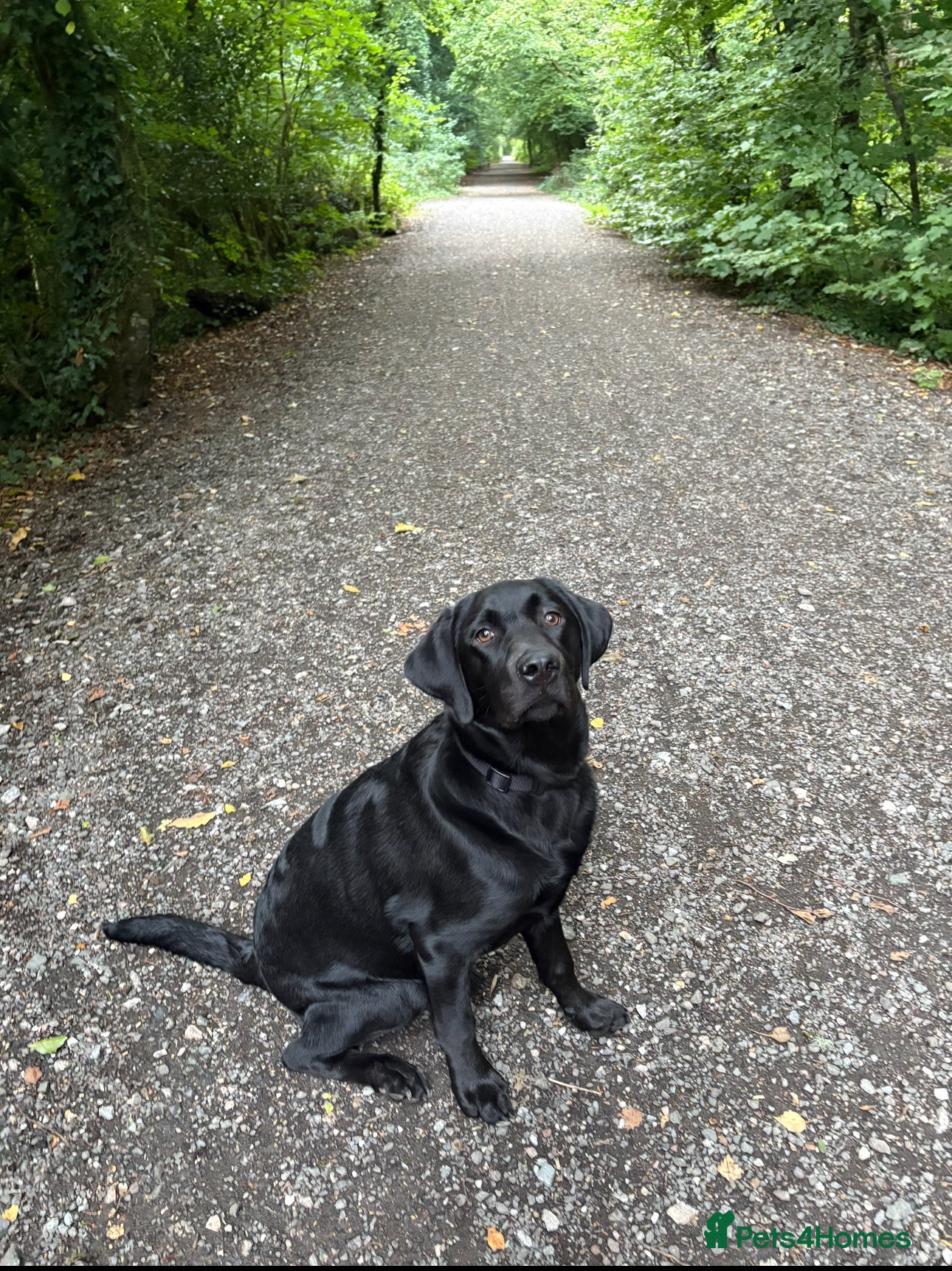 Labrador Retriever dogs Beautiful, Affectionate, Clever Boy - Advert 3