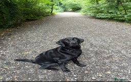 Labrador Retriever dogs for sale: Beautiful, Affectionate, Clever Boy - Image 1