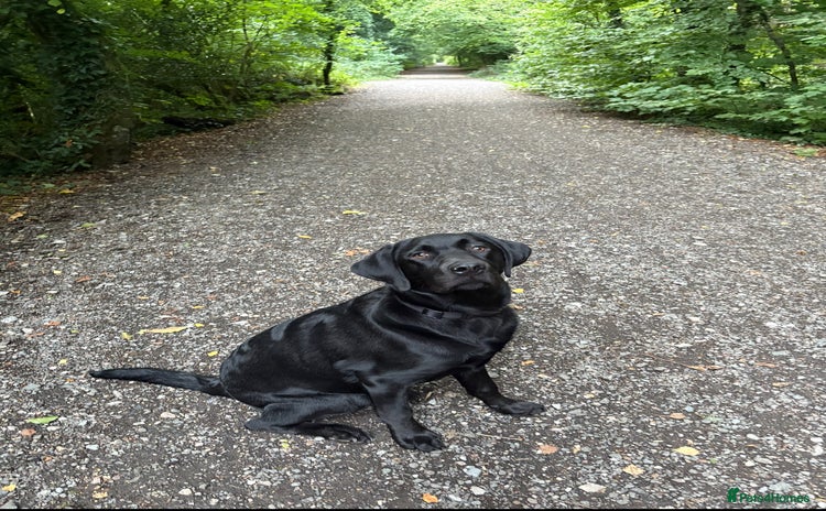 Labrador Retriever dogs - Advert 2
