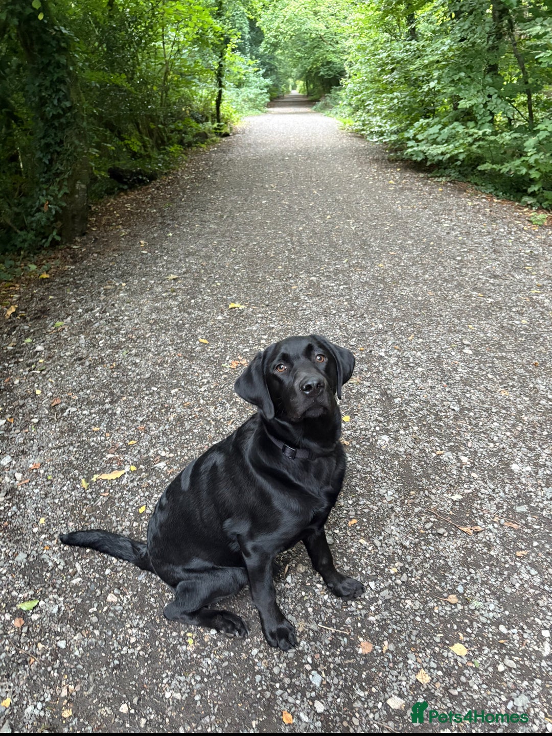 Labrador Retriever dogs for sale: Beautiful, Affectionate, Clever Boy - Image 1