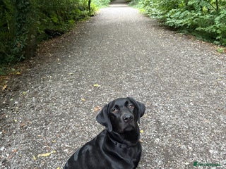 Labrador Retriever dogs - Advert 30