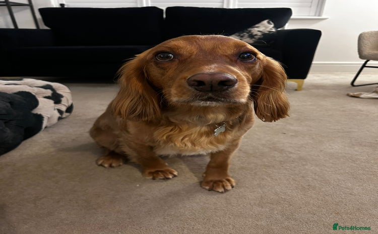 Cocker Spaniel dogs - Advert 1