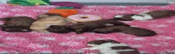 Shih Tzu dogs for sale: Imperial Shih tzus in Shaftesbury - Advert 4