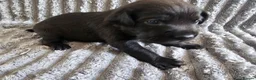 Labrador Retriever dogs for sale: Labrador Puppies - Advert 21