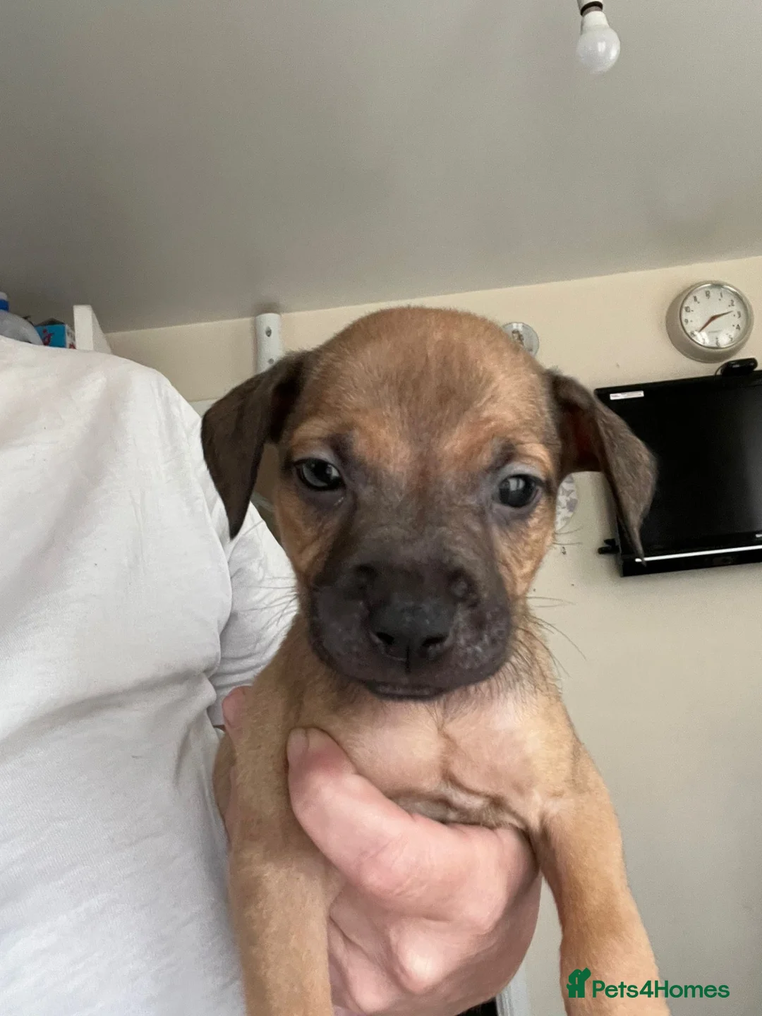 Staffordshire Bull Terrier dogs for sale: Beautiful girls  in Alfreton - Advert 10