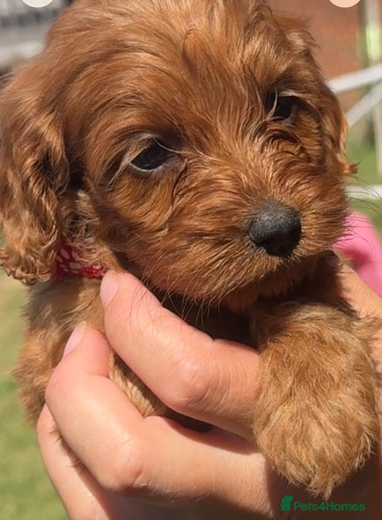 Cockapoo dogs Beautiful Litter of 6 Cockapoo  - Advert 2