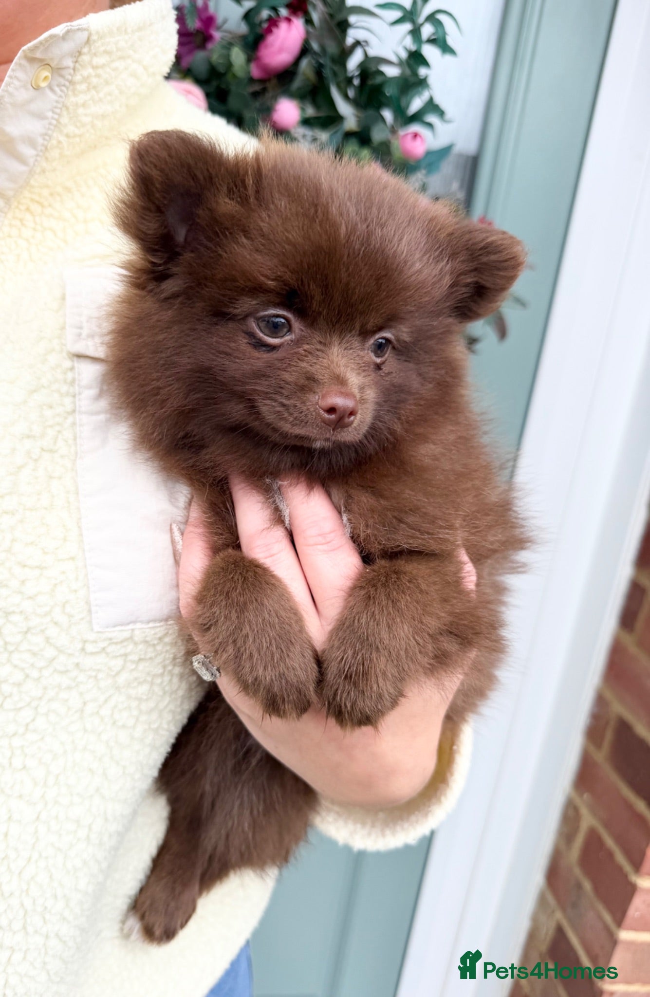 Pomchi dogs ❤️💙 Pomeranian Puppies 🐶  - Advert 1