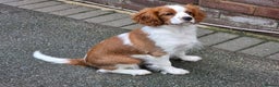 Cavalier King Charles Spaniel dogs for sale: KC Reg Cavalier King Charles pups Fully Vaccinated - Advert 2