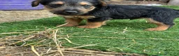 Lakeland Terrier dogs for sale: Lakeland terrier puppies - Advert 16