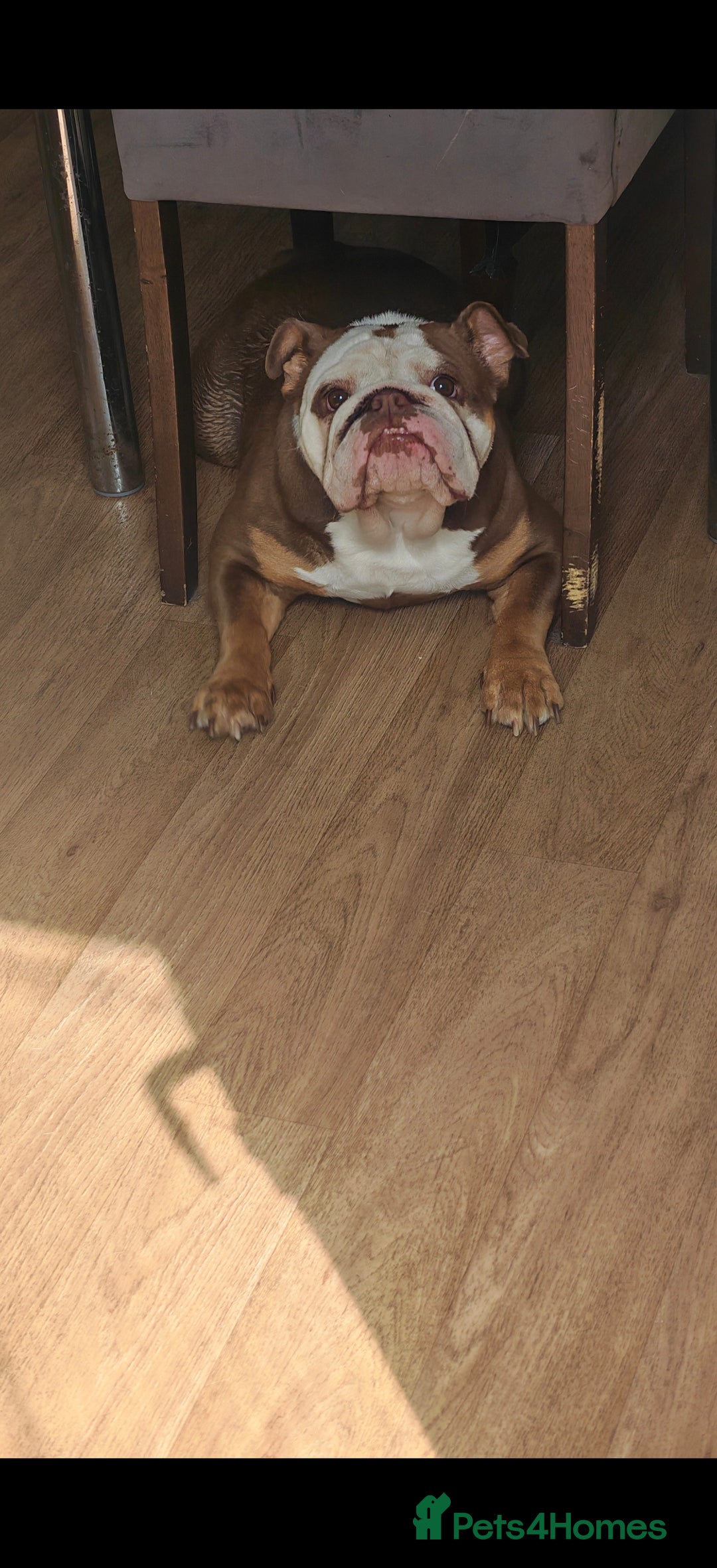 English Bulldog dogs for sale: Our little beauty  - Image 7