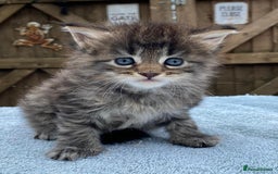 Maine Coon cats for sale: Maine coon kittens - Image 3