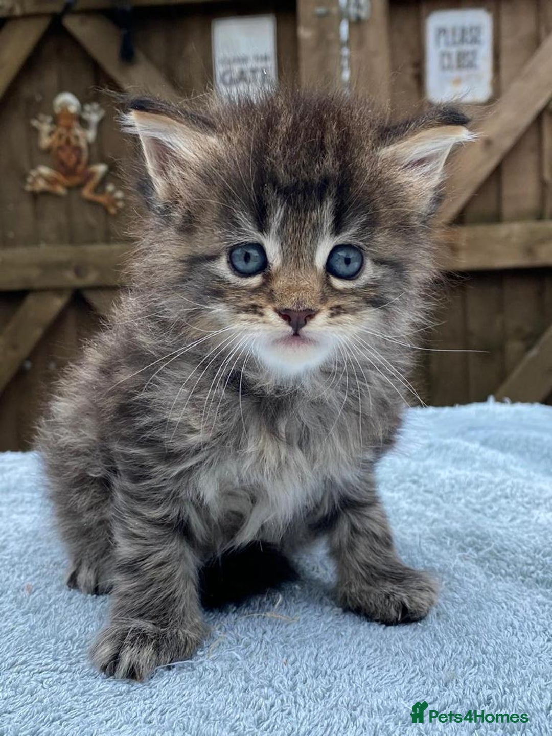 Maine Coon cats for sale: Maine coon kittens - Image 3