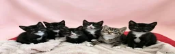 European cats for sale: Lovely kittens not black all tabby  - Advert 2