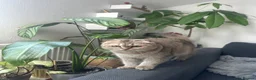 Scottish Fold cats for sale: Female Exotic Scottish in Ilford - Advert 4