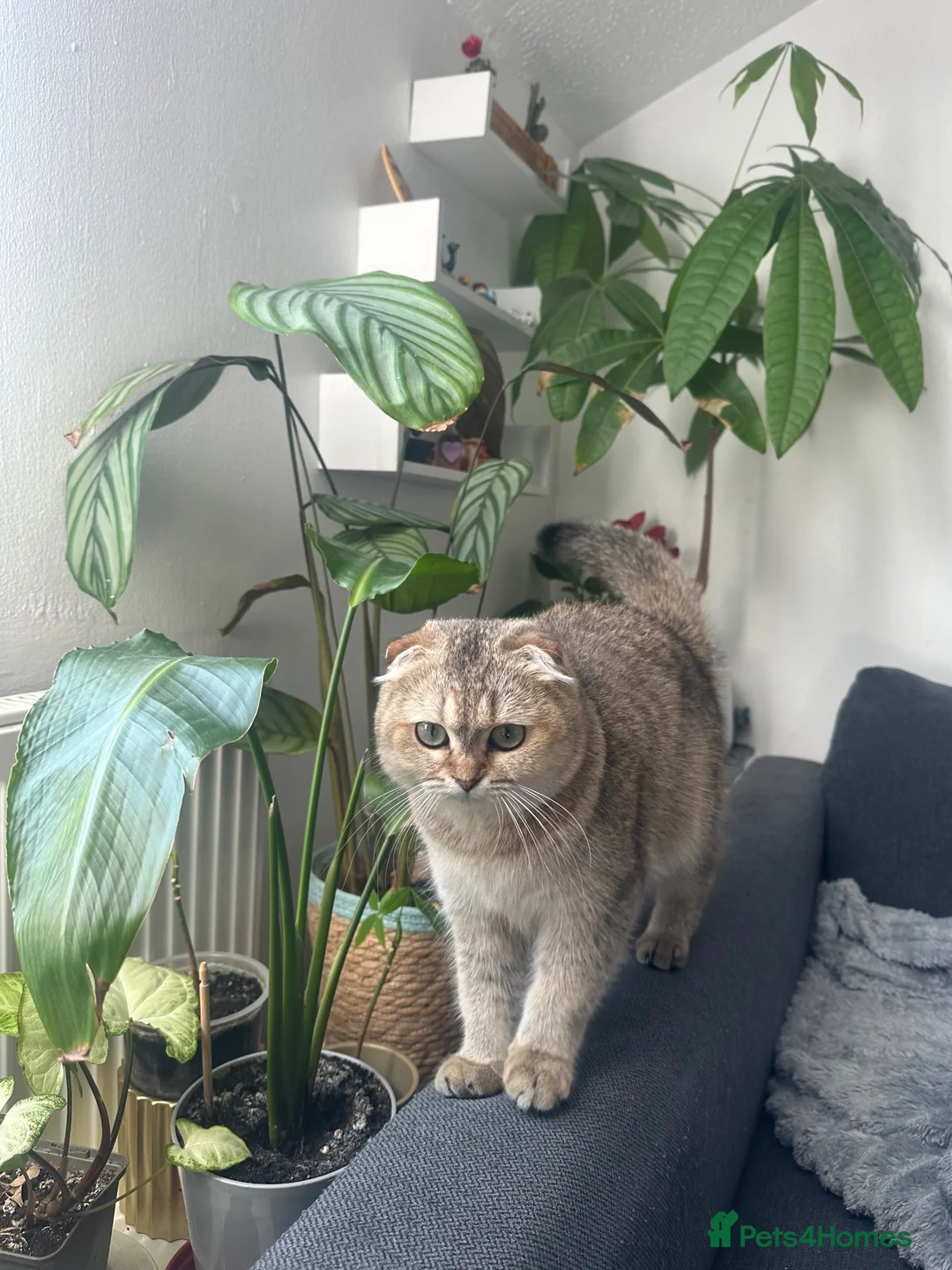 Scottish Fold cats for sale: Female Exotic Scottish in Ilford - Advert 4