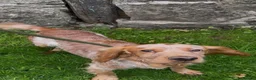 Sprocker dogs for sale: Sprocker Puppies  in Llangollen - Advert 4