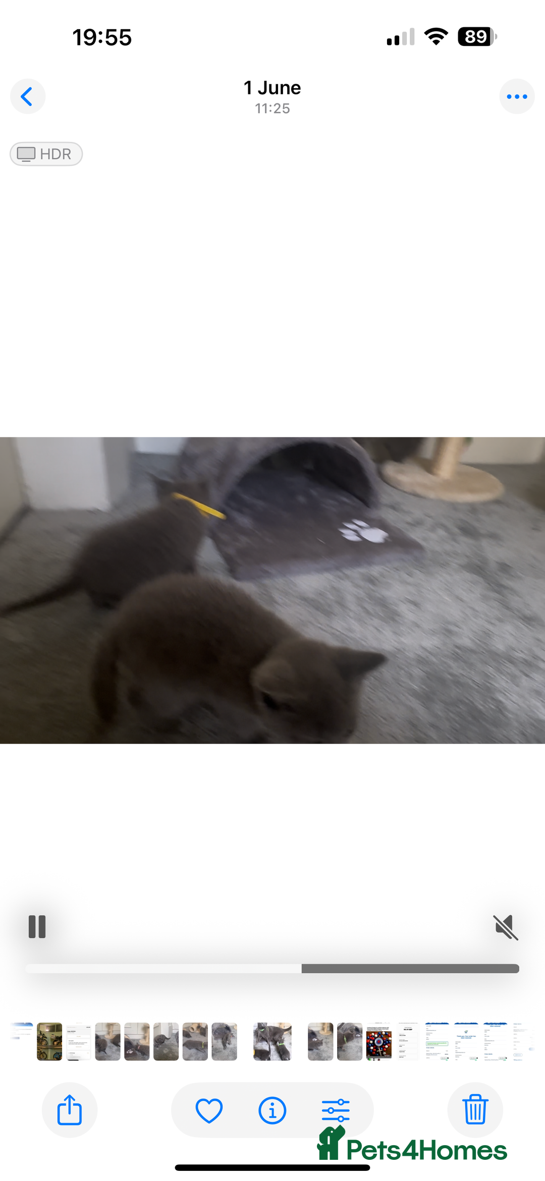Russian Blue cats for sale: Russian Blue Kittens - Image 31