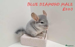 Chinchilla rodents for sale: STUNNING BABIES CHINCHILLA MIX COLOURS AND GENDER  - Image 10