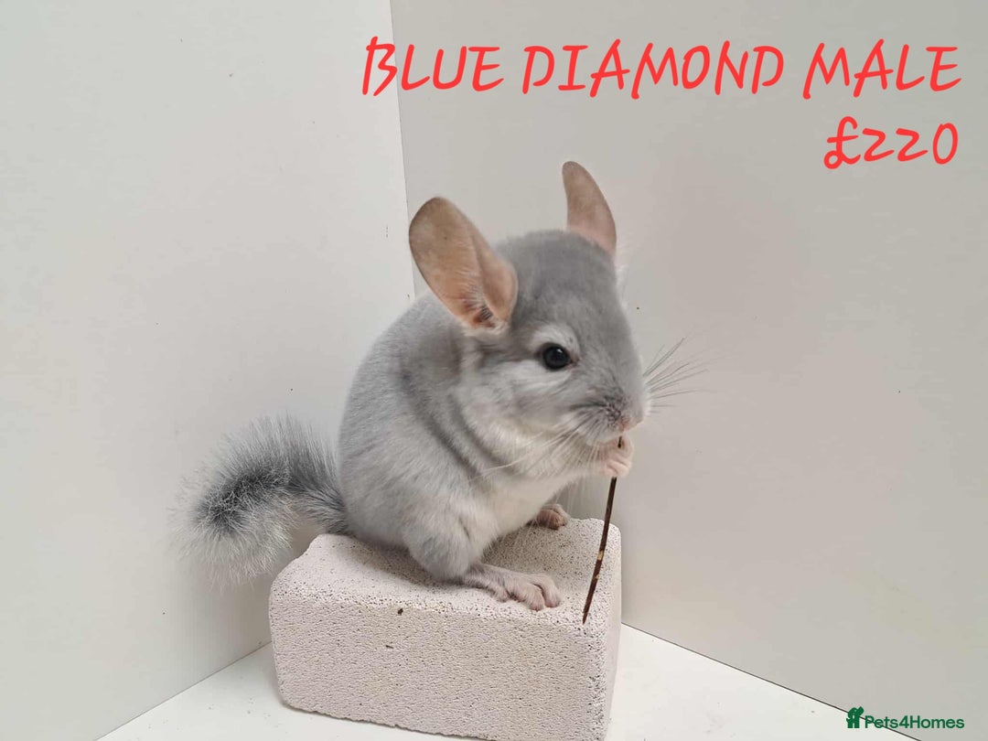Chinchilla rodents for sale: STUNNING BABIES CHINCHILLA MIX COLOURS AND GENDER  - Image 10