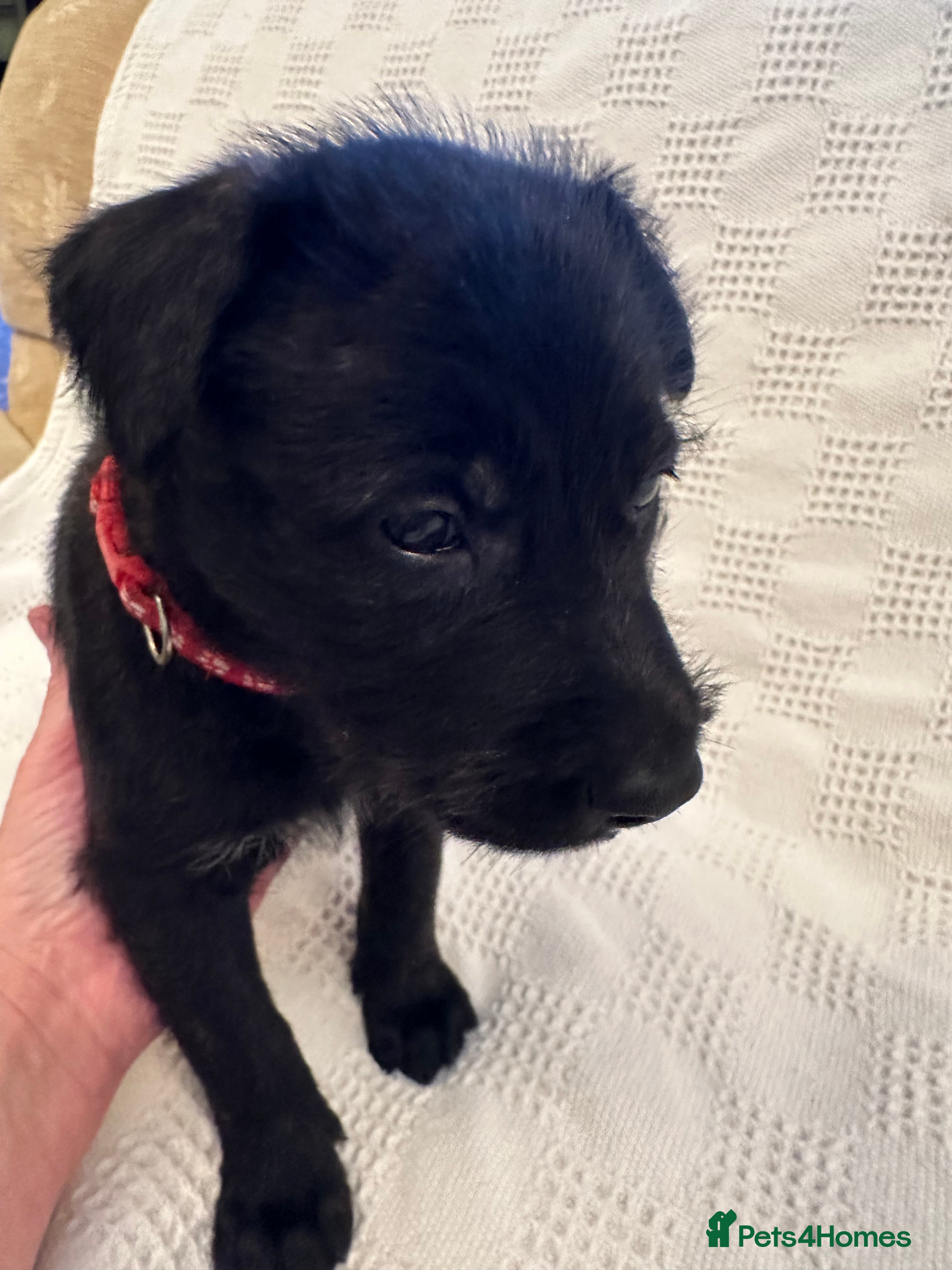 Mixed Breed dogs Belgian Malinois X Lurcher - Advert 3