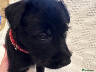 Mixed Breed dogs Belgian Malinois X Lurcher - Advert 14