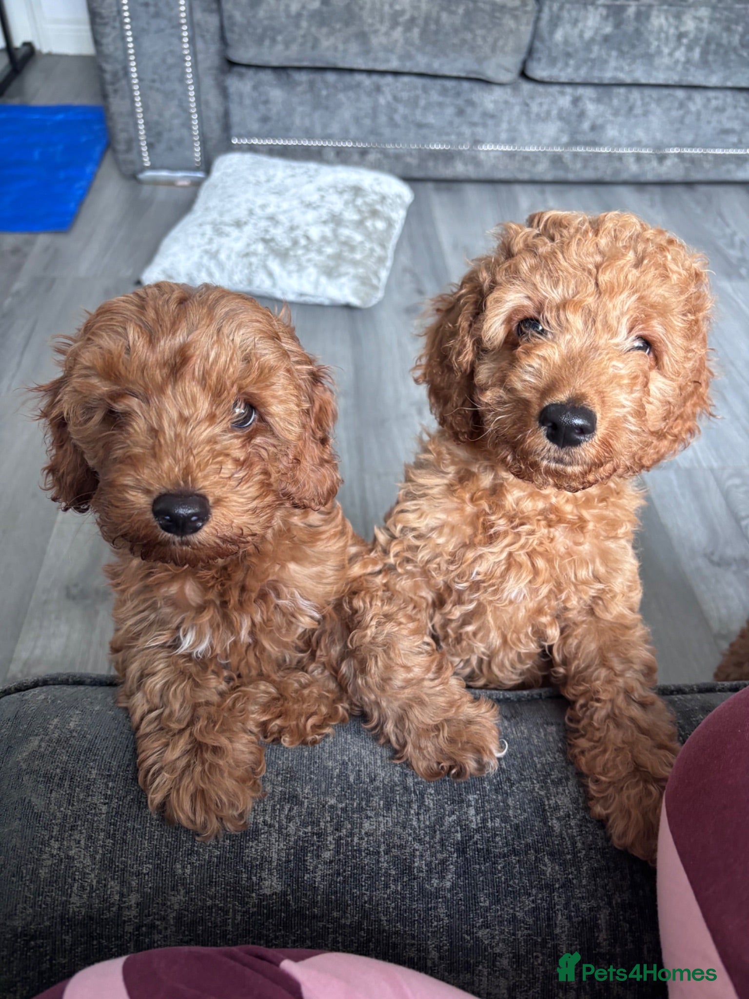 Cockapoo dogs Cockapoo puppies  - Advert 6