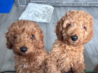 Cockapoo dogs Cockapoo puppies - Advert 6